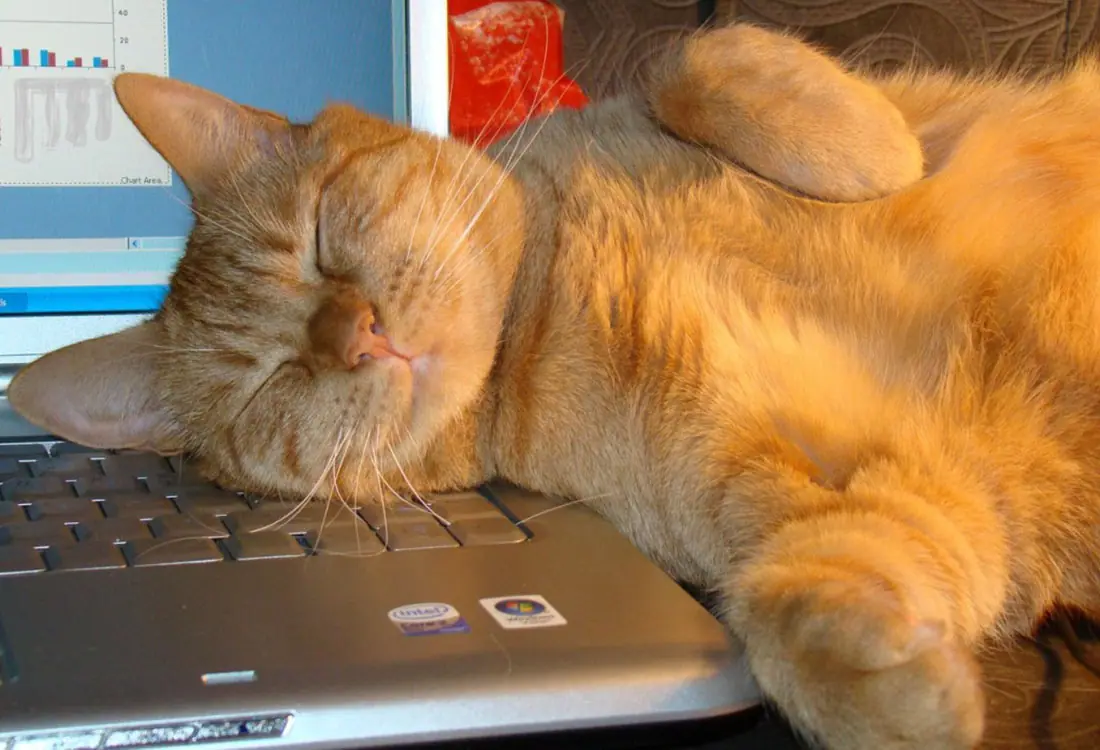 computer-cat-11