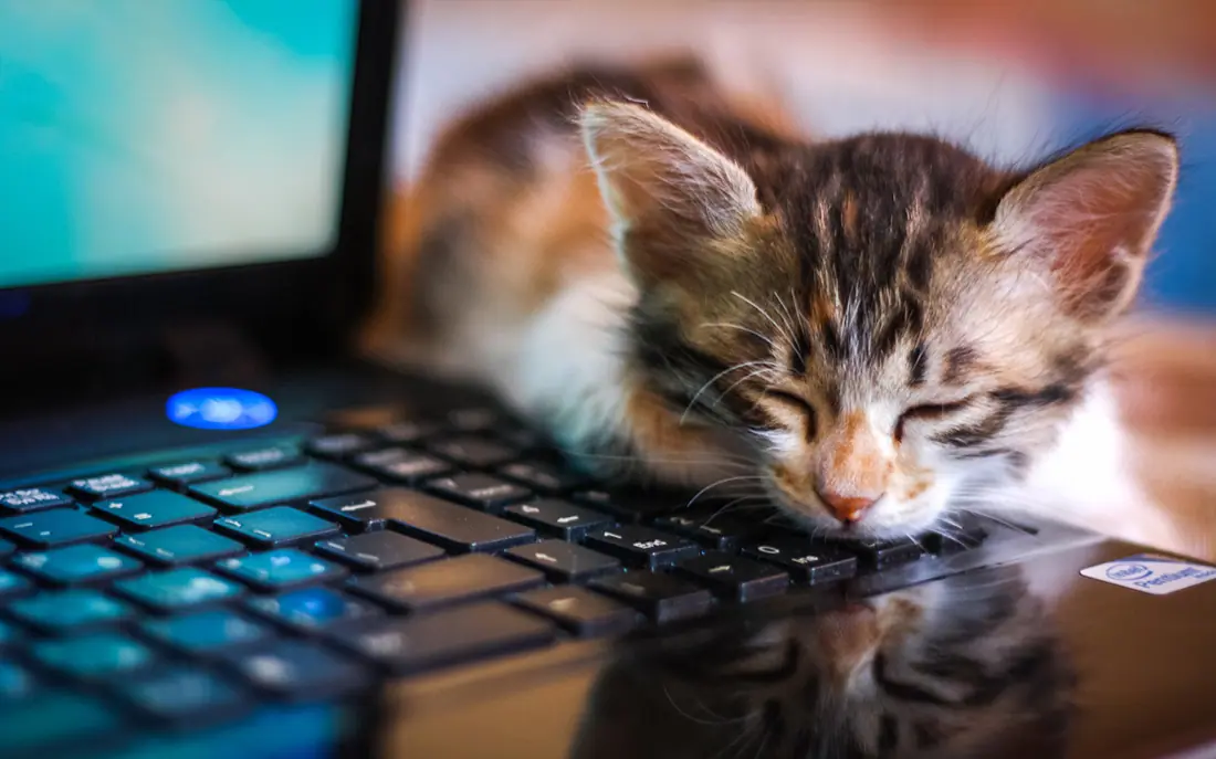 computer-cat-13