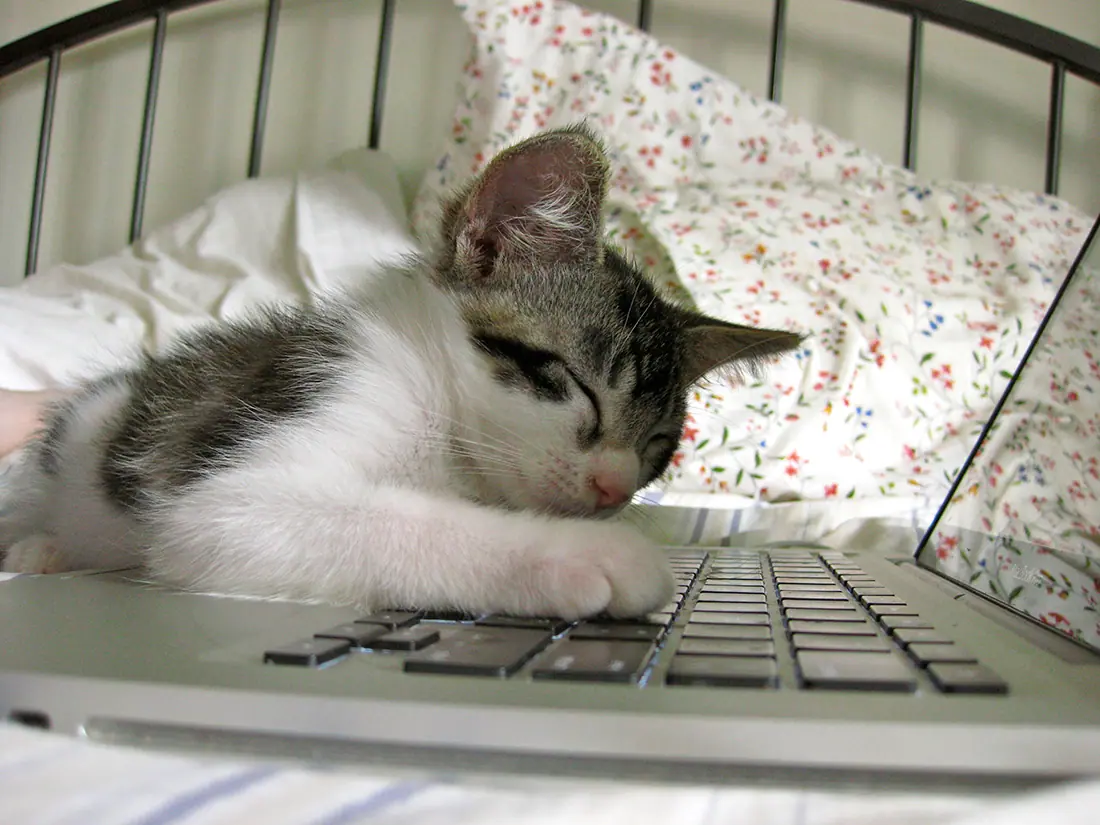 computer-cat-14