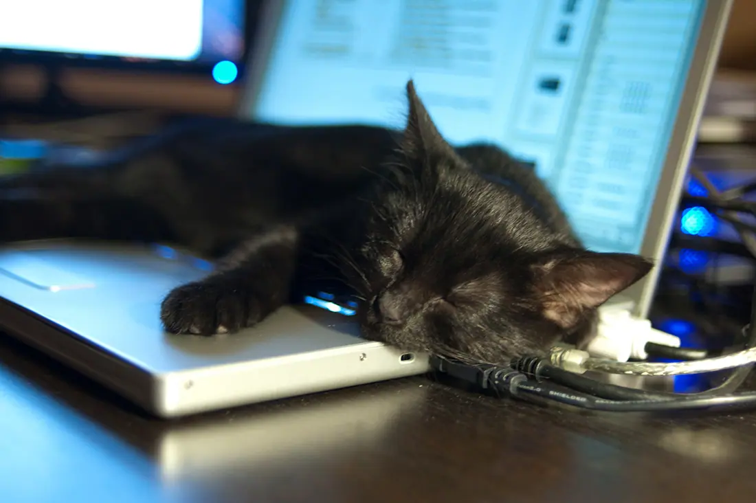 computer-cat-15