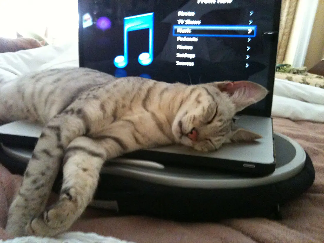 computer-cat-3