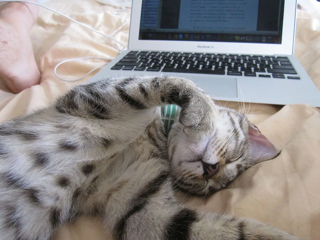 computer-cat-8